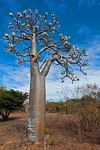 Succulent tree (Pachypodium rutenbergianum), Ramena, Madagascar