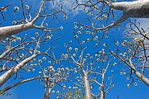 Succulent trees (Pachypodium rutenbergianum) low angle view, Ramena, Madagascar
