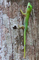 Koch's giant day gecko (Phelsuma madagascariensis kochi), Ankarafantsika NP, Madagascar