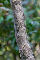 Henkel's Leaf-tailed Gecko (Uroplatus henkeli), Ankarafantsika NP, Madagascar
