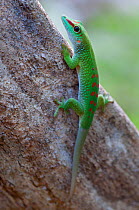 Giant day gecko (Phelsuma madagascariensis madagascariensis), Ankarana NP, Madagascar