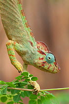 Malagasy giant chameleon (Furcifer oustaleti), Red Tsingys, Madagascar