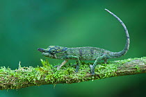 Nose horned chameleon (Calumma nasutum), Montagne d' Ambre NP, Madagascar
