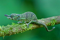 Nose horned chameleon (Calumma nasutum), Montagne d' Ambre NP, Madagascar
