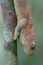 Amber mountain chameleon (Calumma amber) male, Montagne d' Ambre NP, Madagascar