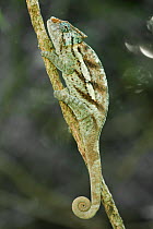 Chameleon (Calumma ambreense), Montagne d' Ambre NP, Madagascar