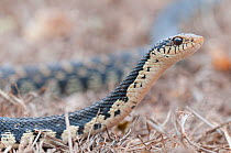 Malagasy Giant Hognose Snake (Leioheterodon madagascariensis), Daraine, Madagascar