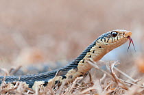 Malagasy Giant Hognose Snake (Leioheterodon madagascariensis) flicking tongue, Daraine, Madagascar