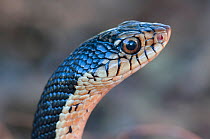 Malagasy Giant Hognose Snake (Leioheterodon madagascariensis) portrait, Benavony, near Ambanja, Madagascar