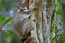 Milne-Edwards' Sportive Lemur (Lepilemur edwardsi) on tree trunk, Ankarafantsika NP, Madagascar