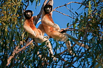 Two Crowned sifakas (Propithecus coronatus), Katsepi, Madagascar