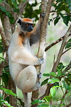 Tattersall's sifaka (Propithecus tattersalli), Daraine, Madagascar