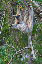 Tattersall's sifaka (Propithecus tattersalli) reaching for leaves, Daraine, Madagascar