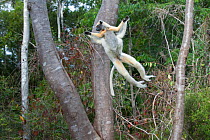Tattersall's sifaka (Propithecus tattersalli) jumping between trees, Daraine, Madagascar