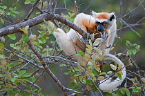 Tattersall's sifaka (Propithecus tattersalli) feeding, Daraine, Madagascar