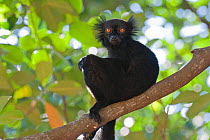 Black Lemur (Eulemur macaco) male, Nosy Komba, Madagascar