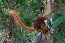Black Lemur (Eulemur macaco) female, Nosy Komba, Madagascar