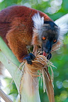 Black Lemur (Eulemur macaco) female feeding on sap within tree, Nosy Komba, Madagascar