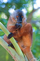 Black Lemur (Eulemur macaco) female grooming, Nosy Komba, Madagascar