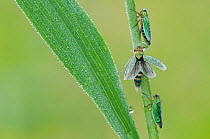 Green Leafhoppers (Cicadella viridis) covered in raindrops, Peerdsbos, Brasschaat, Belgium