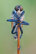 Robberfly (Asilidae) on plants stalk, Peerdsbos, Brasschaat, Belgium