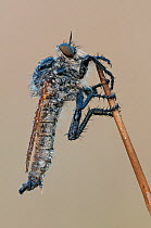 Robberfly (Asilidae) on plant stalk, Peerdsbos, Brasschaat, Belgium