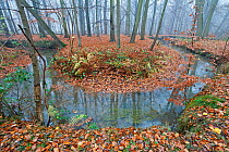 Meander in Laarse beek, tributary of the Apparent, that Peerdsbos, Brasschaat, Belgium, November 2012.