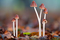 Conical Brittlestem mushrooms (Psathyrella conopilus), Peerdsbos, Brasschaat, Belgium, October.
