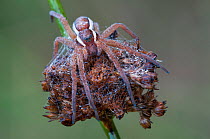 Raft spider (Dolomedes fimbriatus) on rush seed head, Klein Schietveld, Brasschaat, Belgium