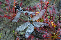 Black Darter dragonfly (Sympetrum danae) caught in Sun-dew (Drosera intermedia), Klein Schietveld, Brasschaat, Belgium