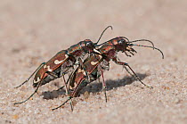 Northern dune tiger beetle (Cicindela hybrida) mating, Klein Schietveld, Brasschaat, Belgium