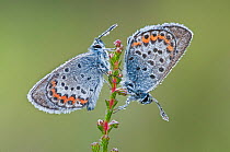 Two Silver studded blue butterflies (Plebejus argus) covered in dew, Klein Schietveld, Brasschaat, Belgium