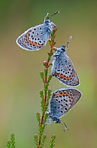 Three Silver studded blue butterflies (Plebejus argus) covered in dew, Klein Schietveld, Brasschaat, Belgium