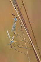 Daddy long legs flies (Tipulidae) mating, Klein Schietveld, Brasschaat, Belgium