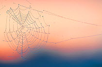 Dew covered spiderweb at sunrise, Klein Schietveld, Brasschaat, Belgium, August.