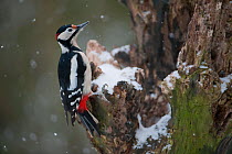Great Spotted Woodpecker (Dendrocopus major) in snow fall, Brasschaat, Belgium