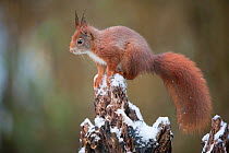 Red Squirre (Sciurus vulgaris) on snowy snag, Brasschaat, Belgium