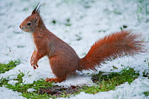 Red Squirre (Sciurus vulgaris) in snow, Brasschaat, Belgium