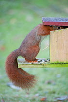 Red Squirrel (Sciurus vulgaris) feeding from squirrel feeder,  Brasschaat, Belgium, February.