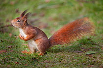 Red Squirrel (Sciurus vulgaris) Brasschaat, Belgium, February.