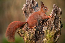 Red Squirre (Sciurus vulgaris) on wooden snag, Brasschaat, Belgium, February.