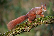 Red Squirrel (Sciurus vulgaris) portrait, Brasschaat, Belgium, February.