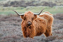 Highland Cow (Bos taurus) Texel, the Netherlands, April.