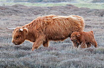 Highland Cow (Bos taurus) with calf, Texel, the Netherlands, April.