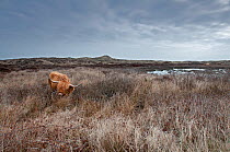 Highland Cow (Bos taurus) in wetlands, Texel, the Netherlands, April.