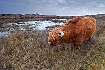 Highland Cow (Bos taurus) in wetlands, Texel, the Netherlands, April.