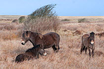 Exmoor Ponies (Equus caballus) Texel, the Netherlands, April.