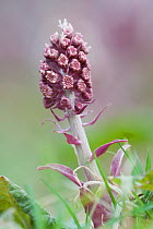 Common butterbur (Petasites hybridus) in flower, Texel, the Netherlands, April.