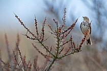 Tawny Pipit (Anthus campestris) perched, Texel, the Netherlands, April.