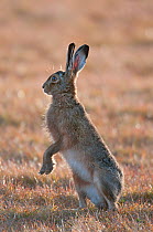 Brown Hare (Lepus europeaus) standing on hind legs, Texel, the Netherlands, April.